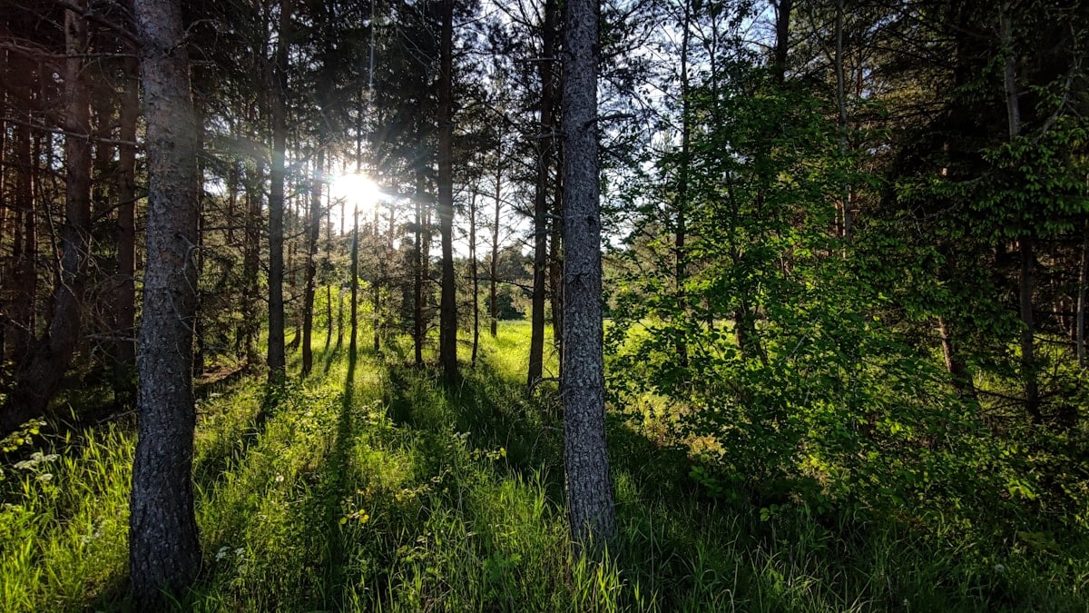 sun shining through the trees
